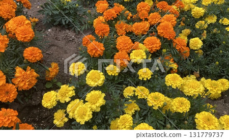 bright marigold 131779737