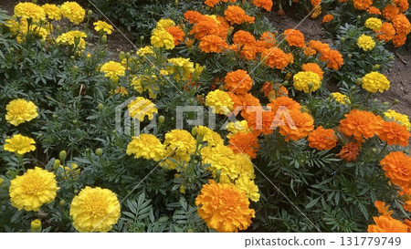 bright marigold 131779749