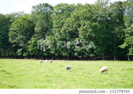 Sheep grazing peacefully Sheep grazing peacefully 131779795