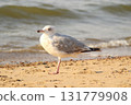 European herring gull (Larus argentatus) 131779908