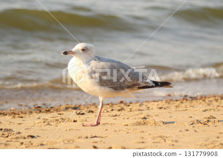 European herring gull (Larus argentatus) 131779908