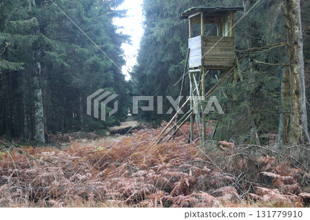 in the forest 131779910