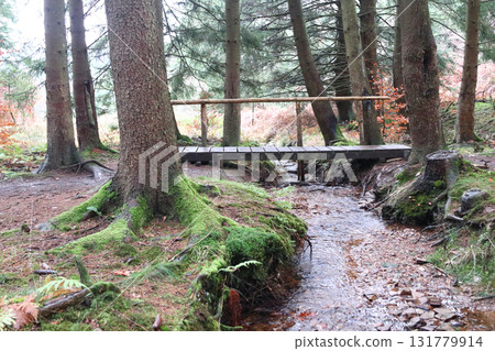 in the forest 131779914