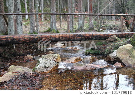 in the forest 131779918