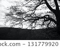 in the forest 131779920