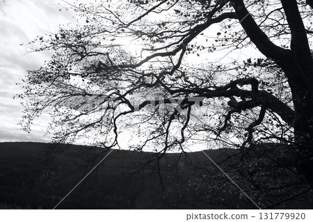 in the forest 131779920