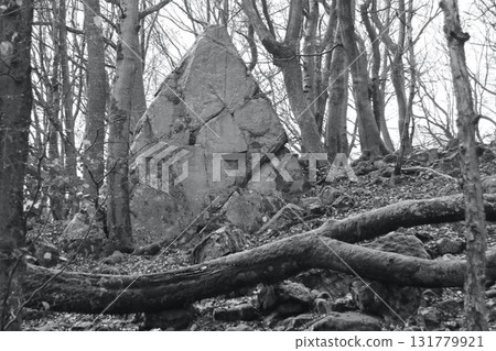 in the forest 131779921