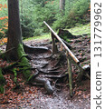 in the forest 131779962