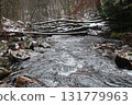 in the forest 131779963