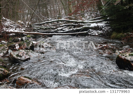 in the forest 131779963