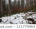 in the forest 131779964