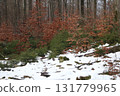 in the forest 131779965