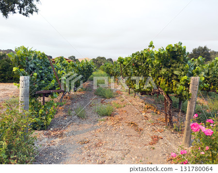 Grape harvest. Vineyards with grapevine in the evening sun. Grape harvest. Vineyards with grapevine in the evening sun. 131780064