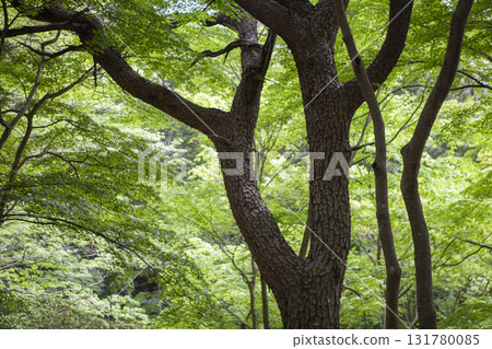 Forest landscape 131780085