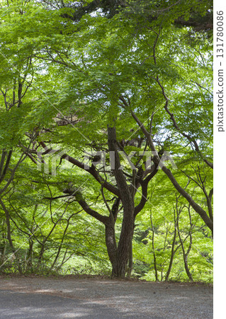 森林景觀 131780086