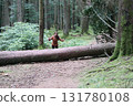 in the forest 131780108
