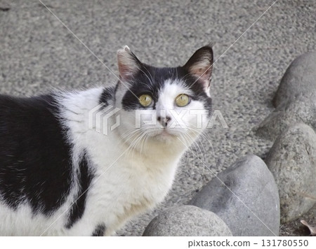 A cat looking up 131780550