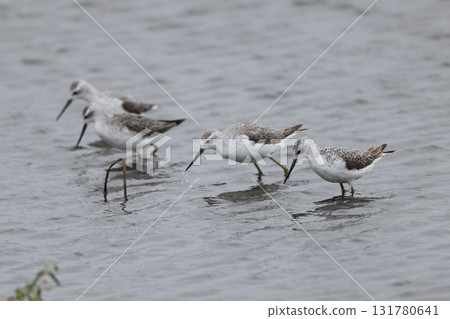 A flock of Little Sharptails foraging 131780641