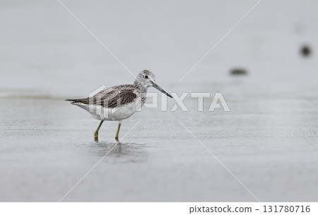 A greenshank standing by the water 131780716