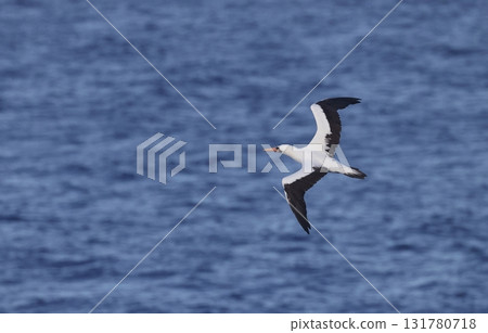 納斯卡鰹鳥飛過海面 納斯卡鰹鳥飛過海面 131780718