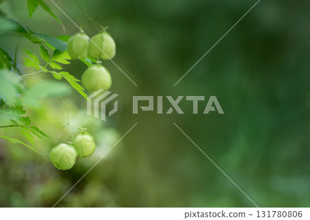 扶桑風果 131780806