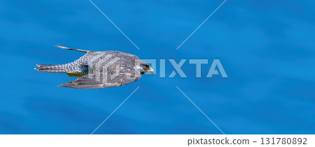 An adult peregrine falcon flies calmly against the backdrop of the calm Sea of Japan 131780892
