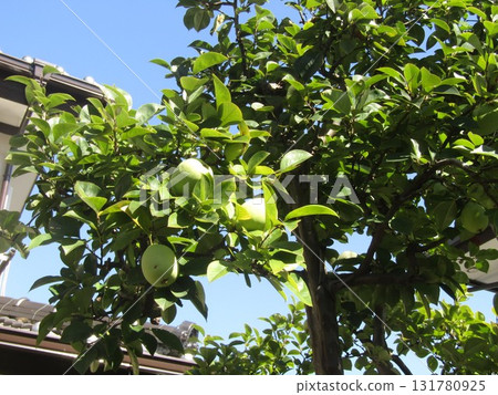 榅桲果實即將收穫 榅桲果實即將收穫 131780925