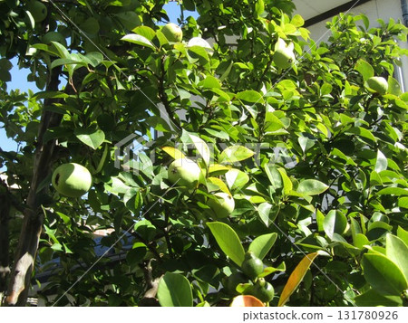 Quince fruits to be harvested soon 131780926