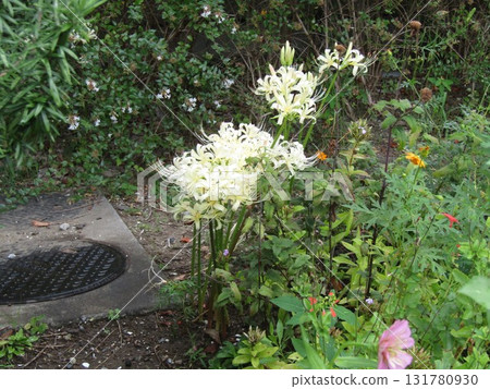 The leaves store nutrients in the spring and the beautiful white flowers bloom in the fall. 131780930