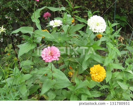 Pink, white, and yellow zinnia flowers in the Kojima Flower Society flower garden 131780931