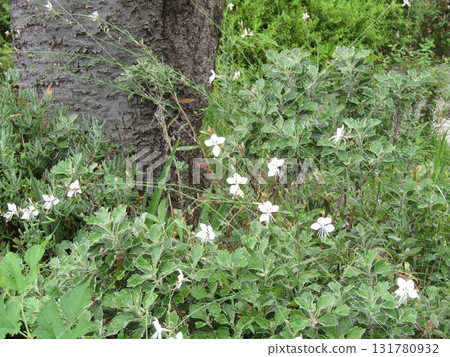 Small white butterfly-like flowers 131780932