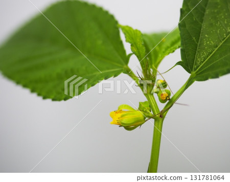 Moroheiya的花 Moroheiya的花 131781064