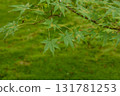 Fresh and refreshing blue maple 131781253