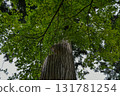 A large tree with fresh greenery 131781254