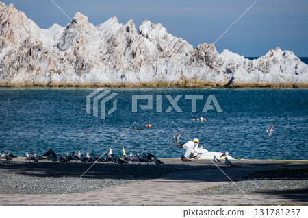 淨土濱的岸邊聚集著黑尾鷗 131781257