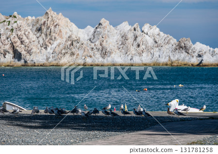 Black-tailed gulls flocking on the shore at Jodogahama 131781258