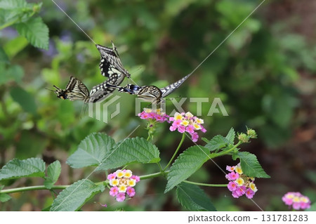 秋季公園裡,三隻燕尾蝶在色彩繽紛的馬纓丹花周圍飛舞 秋季公園裡,三隻燕尾蝶在色彩繽紛的馬纓丹花周圍飛舞 131781283