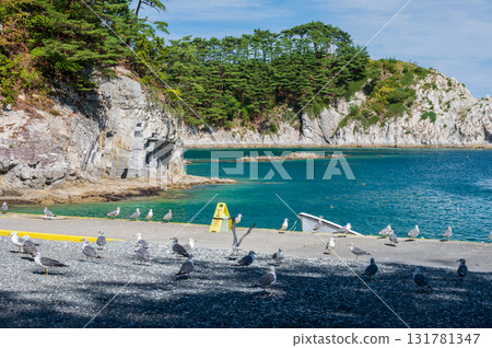 Black-tailed gulls flocking on the shore at Jodogahama 131781347