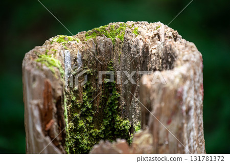 枯木上生長的翠綠苔癬 131781372