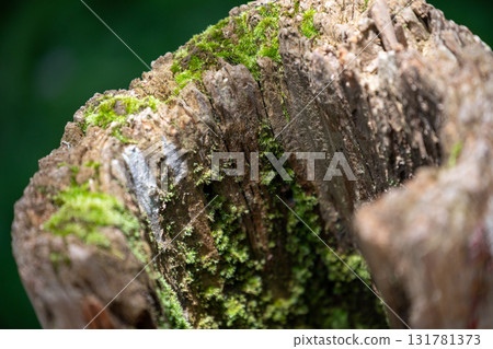 枯木上生長的翠綠苔癬 枯木上生長的翠綠苔癬 131781373