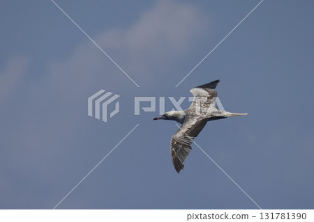 A young red-footed booby flying over the sea 131781390