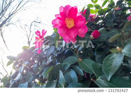 bloom, blossom, blossoms 131781427