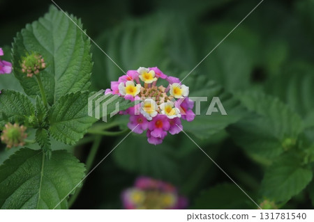 Colorful lantana flowers blooming in the autumn park 131781540