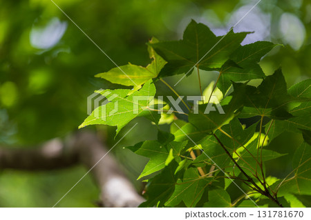 特寫鏡頭拍攝陽光從葉片的後方穿透的樣貌 131781670