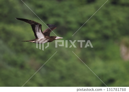 年輕的鰹鳥飛過大海 年輕的鰹鳥飛過大海 131781788