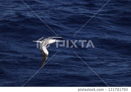 Adult red-footed booby flying over the sea Adult red-footed booby flying over the sea 131781793