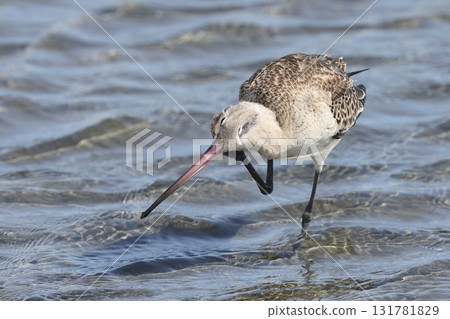 一隻年輕的斑尾塍鷸正在搔頭 131781829