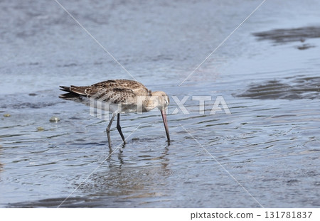 一隻年輕的斑尾塍鷸在灘塗覓食 131781837