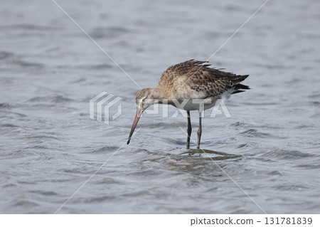 一隻年輕的黑尾塍鷸站在水邊 131781839