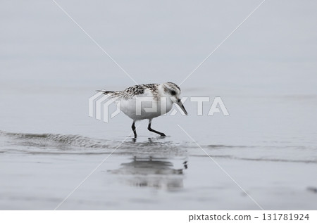 一隻年輕的三趾濱鷸在灘塗上覓食 131781924